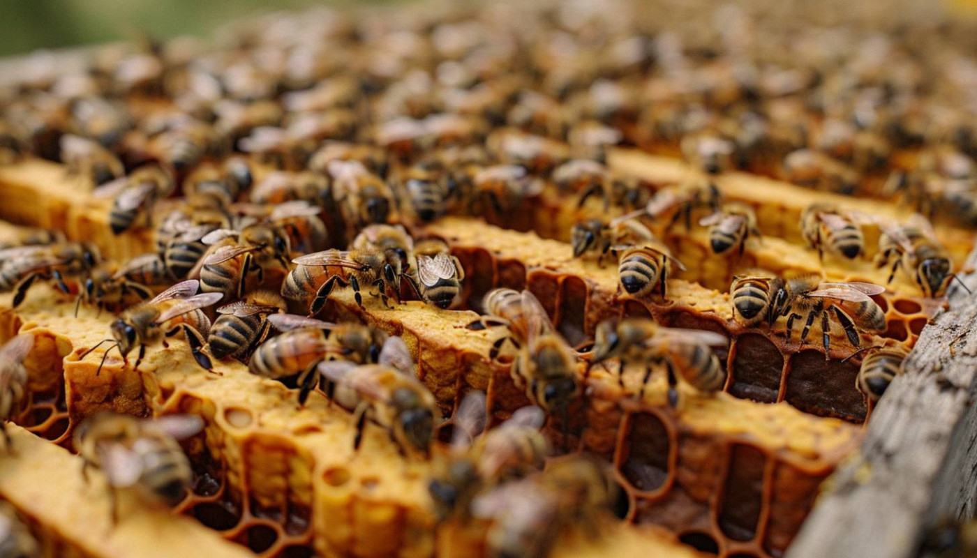 Chien - Guide du traitement Apivar : Utilisation, durée et efficacité contre le Varroa